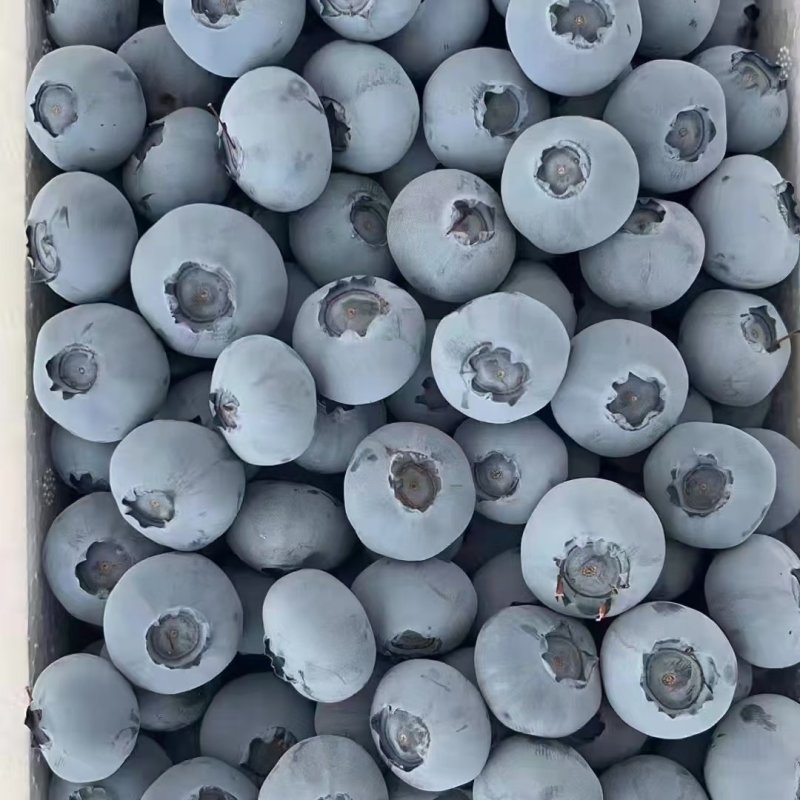 蓝莓上市中各种品种