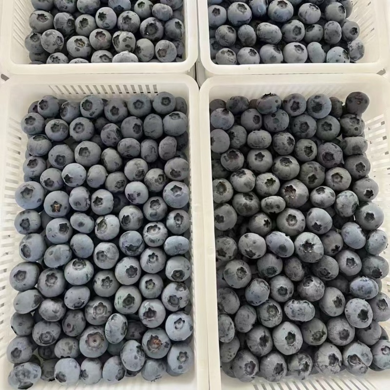 蓝莓上市中各种品种