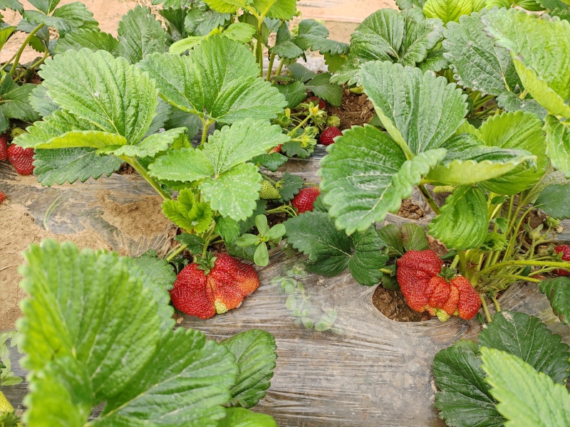 美十三草莓苗订单种植技露天种植包回收，适合连片大地块种植