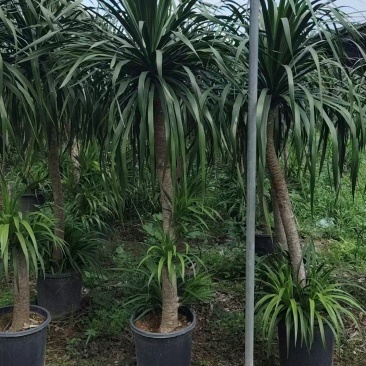 龙血树花卉盆景龙血树观叶植物基地直供量大优惠