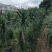 龙血树花卉盆景龙血树观叶植物基地直供量大优惠