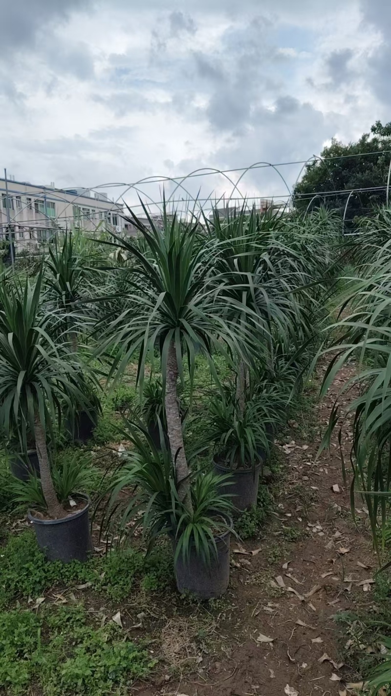 龙血树花卉盆景龙血树观叶植物基地直供量大优惠