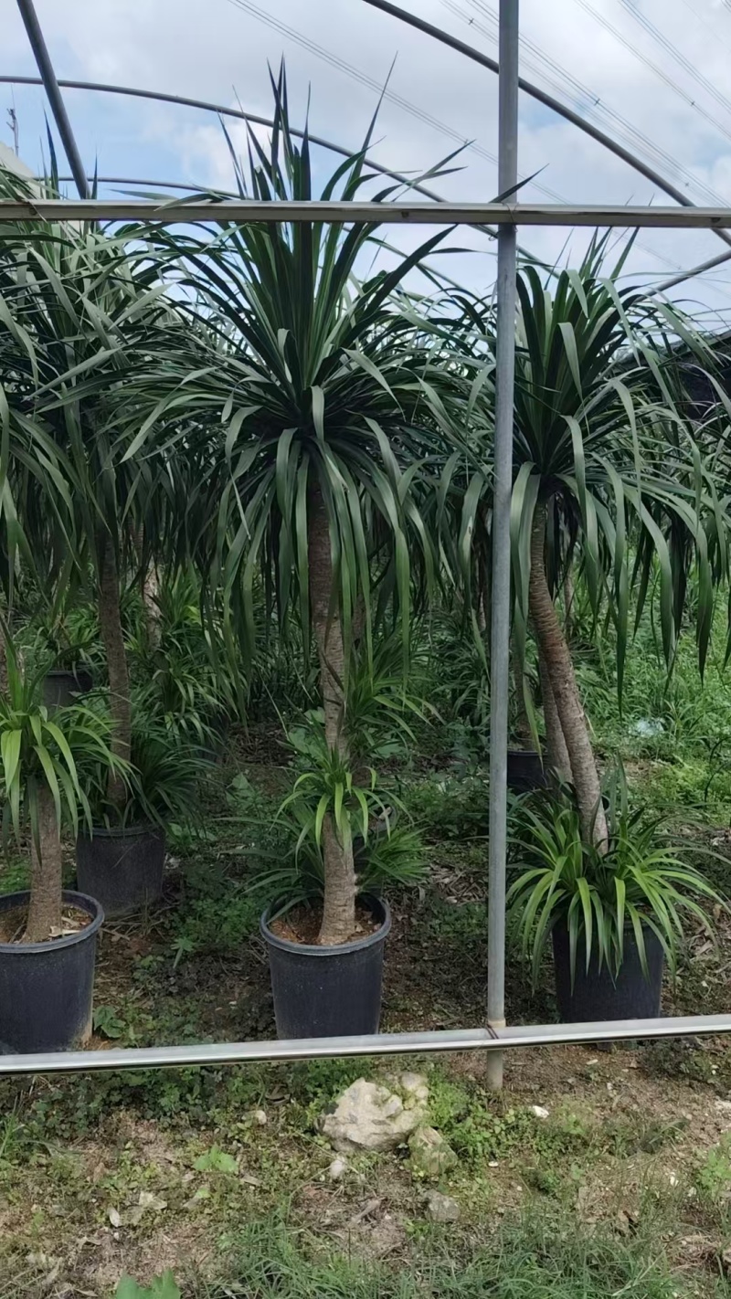 龙血树花卉盆景龙血树观叶植物基地直供量大优惠