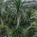 龙血树花卉盆景龙血树观叶植物基地直供量大优惠