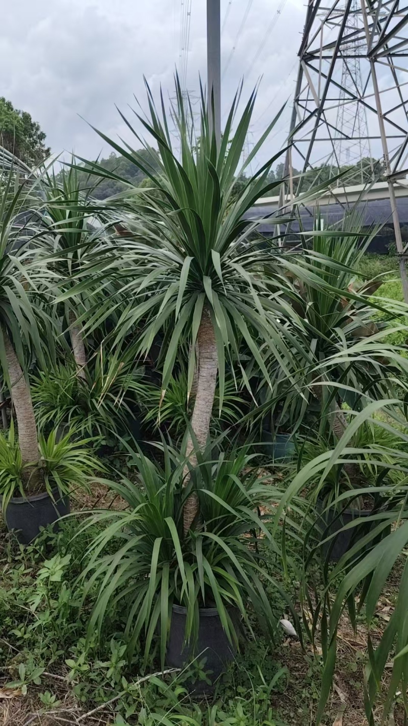 龙血树花卉盆景龙血树观叶植物基地直供量大优惠