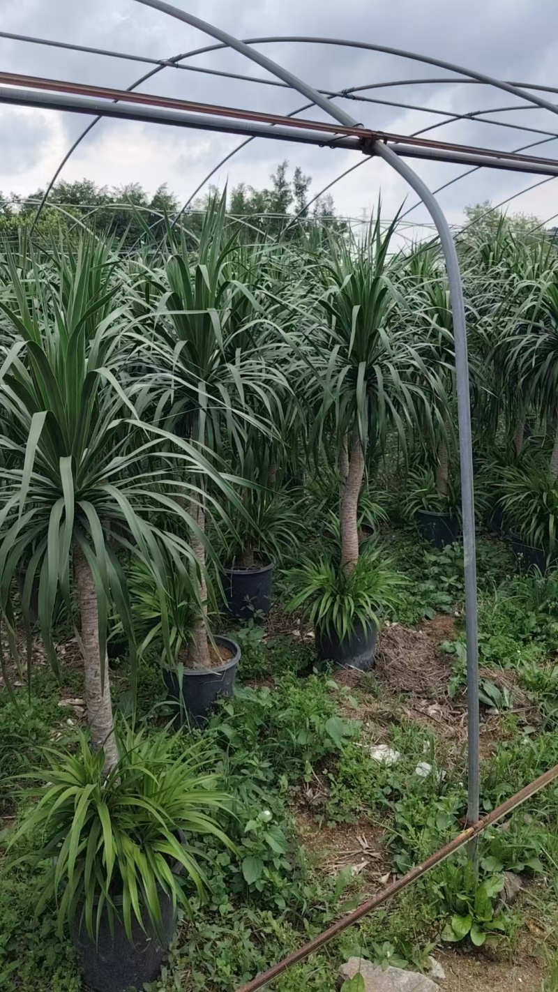 龙血树花卉盆景龙血树观叶植物基地直供量大优惠