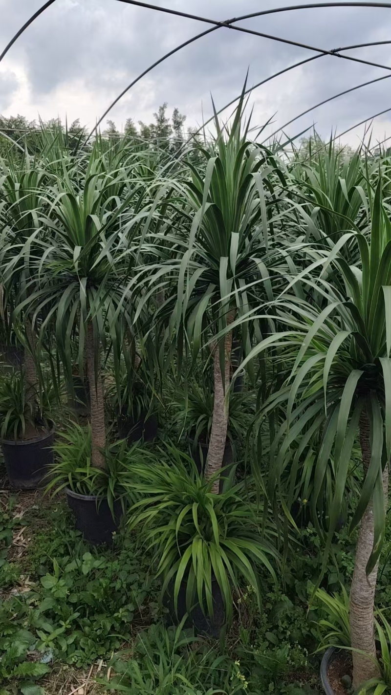 龙血树花卉盆景龙血树观叶植物基地直供量大优惠