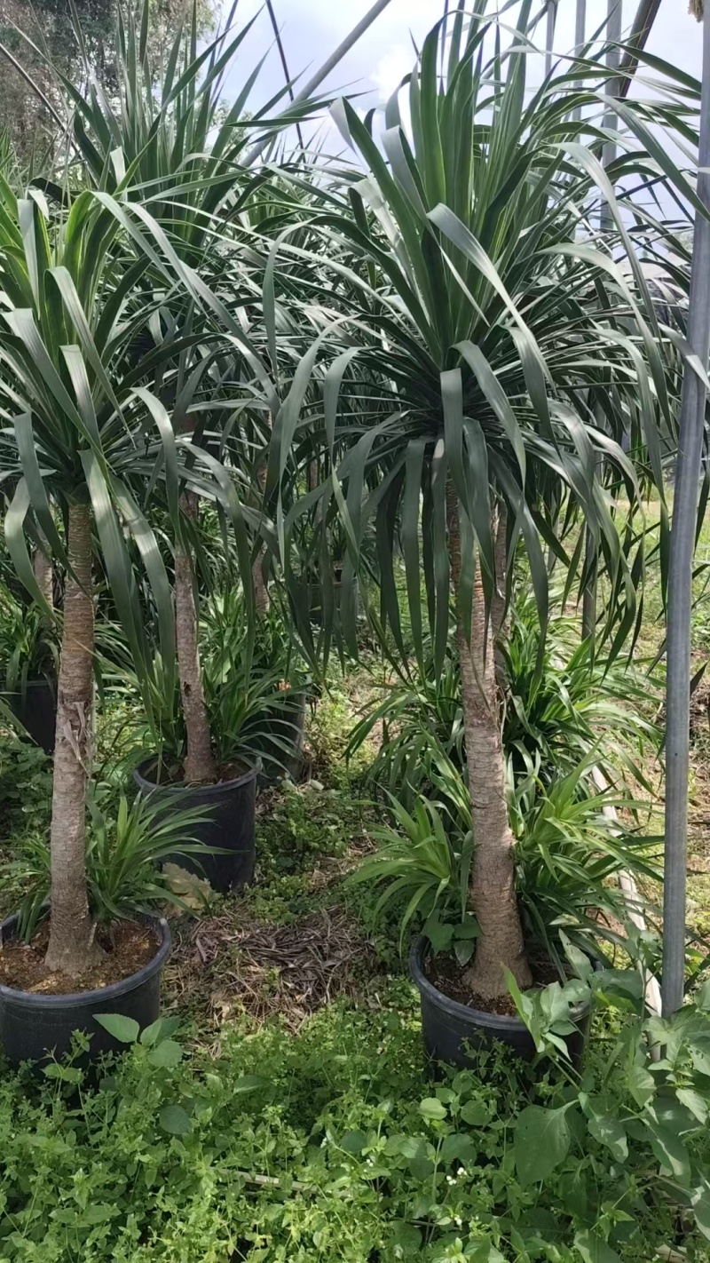 龙血树花卉盆景龙血树观叶植物基地直供量大优惠