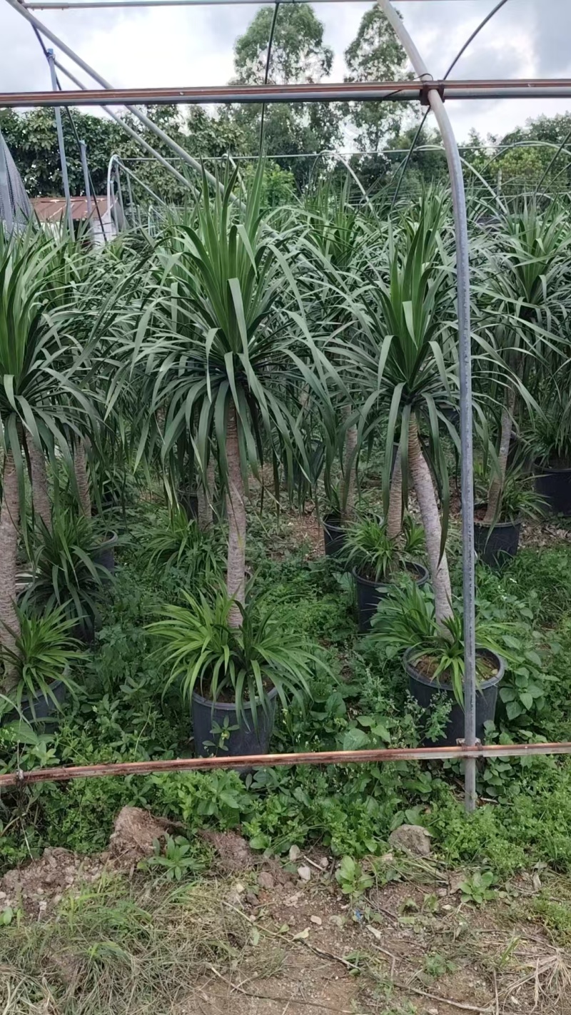 龙血树花卉盆景龙血树观叶植物基地直供量大优惠