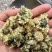菊花无硫北京菊花杀青北京菊无硫烘干散装批发