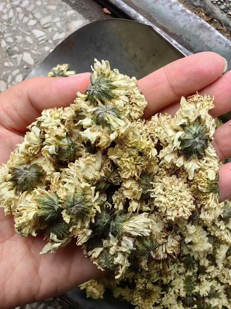 菊花无硫北京菊花杀青北京菊无硫烘干散装批发