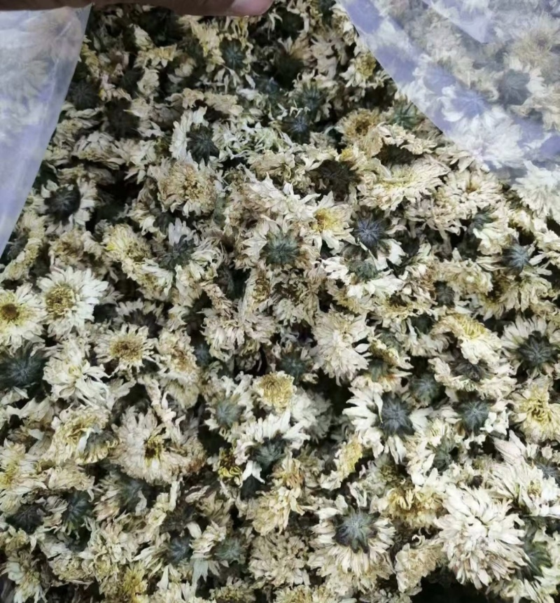 菊花无硫北京菊花杀青北京菊无硫烘干散装批发
