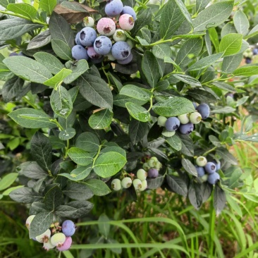蓝莓