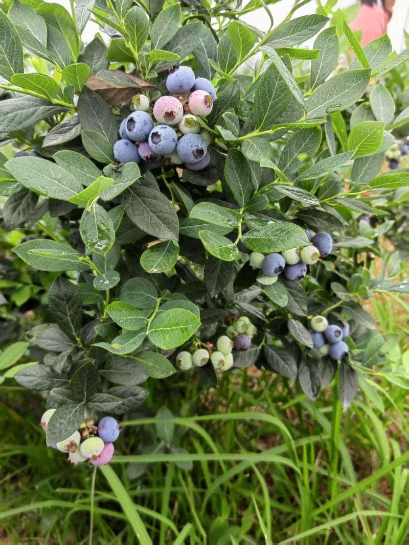 蓝莓
