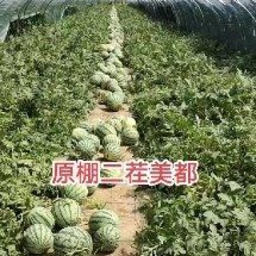 原棚二茬美都麒麟
