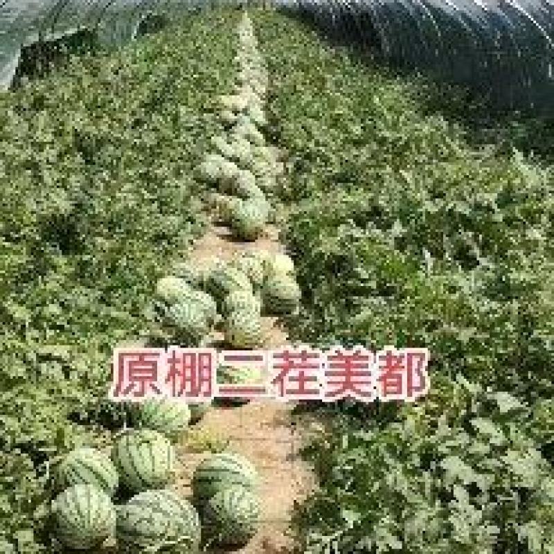 原棚二茬美都麒麟