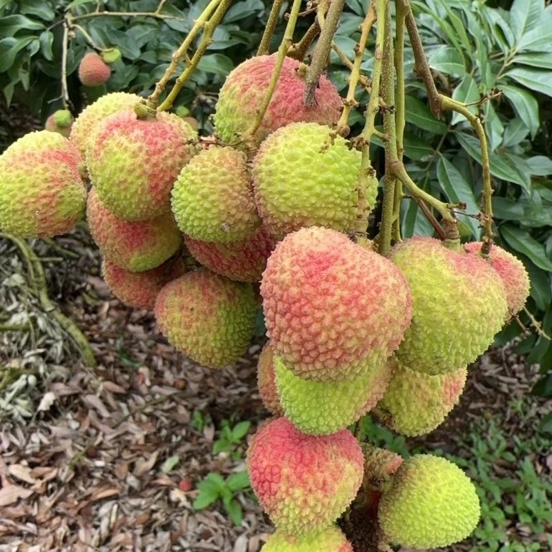 广东妃子笑广西妃子笑白糖罂黑叶荔枝桂味白蜡代办欢迎咨询