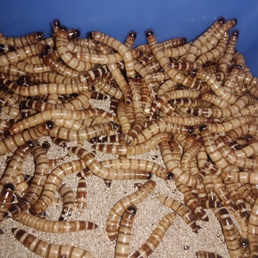 大麦虫活体面包虫金龙鱼银龙鱼料鸟食乌龟粮食爬宠物饲料活体