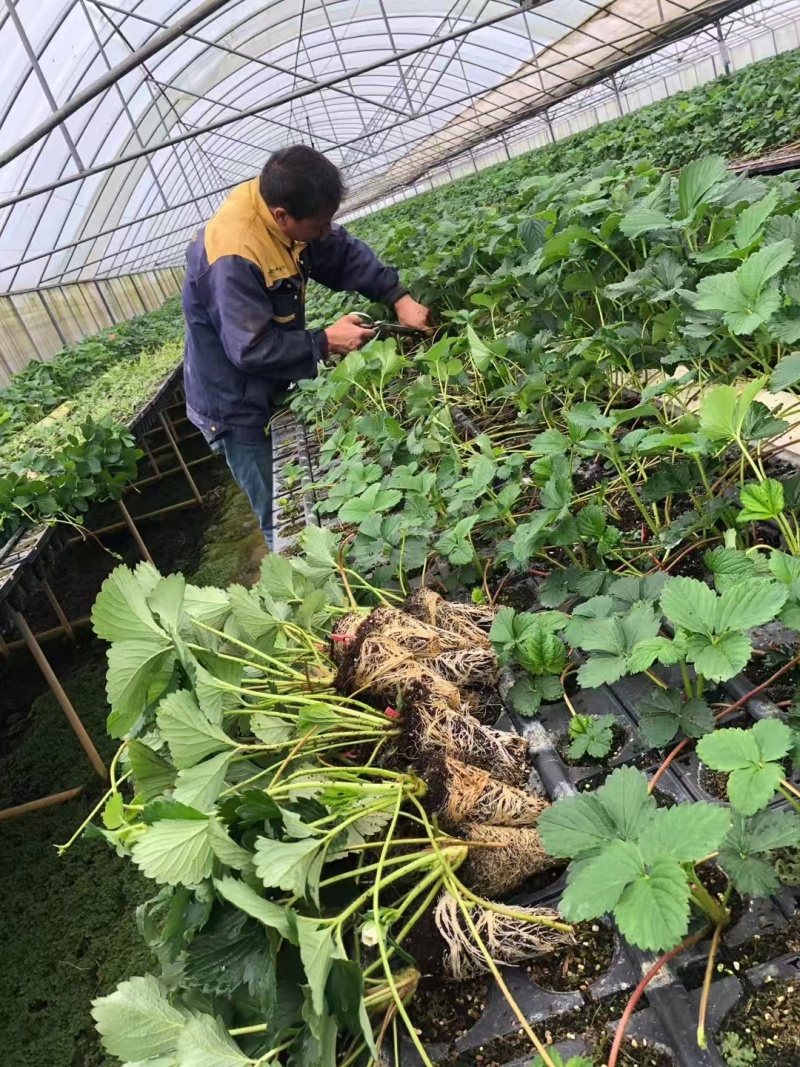 红颜草莓苗嫜妃随珠越秀穴盘育苗根系发达