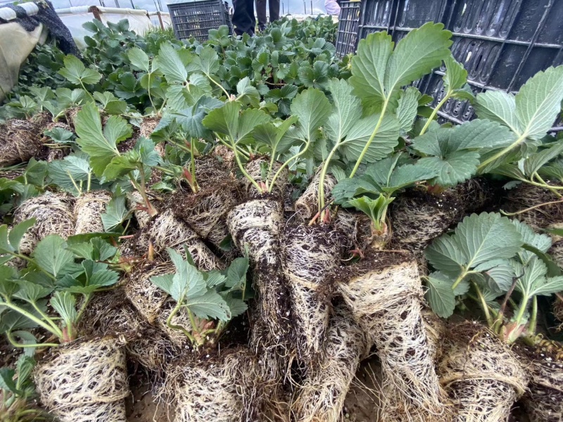 红颜草莓苗嫜妃随珠越秀穴盘育苗根系发达