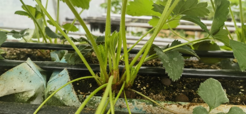 红颜草莓苗嫜妃随珠越秀穴盘育苗根系发达
