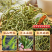 天然干货肾精草野生长白山肾精茶泡水东北特产新货正品新鲜罐装