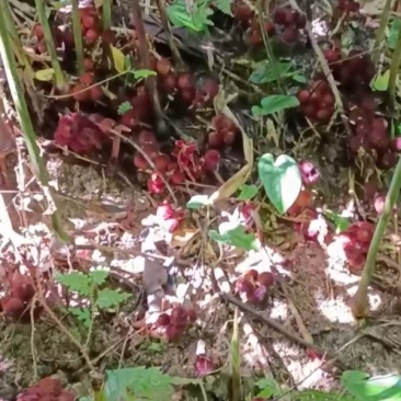 阳春砂仁苗