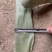 高山野生两面青干粽叶