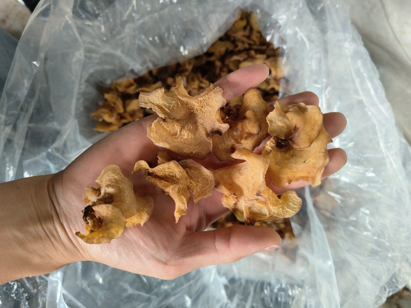 食用菌干货