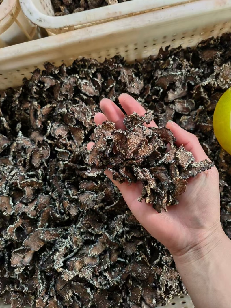 猴脑菌切片/核桃菌切片/精品大货，各种规格