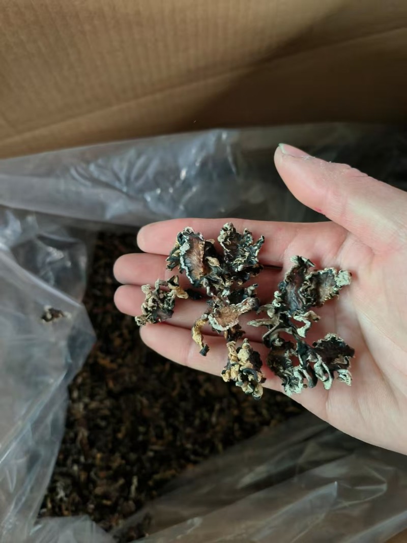 猴脑菌切片/核桃菌切片/精品大货，各种规格