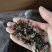 猴脑菌切片/核桃菌切片/精品大货，各种规格