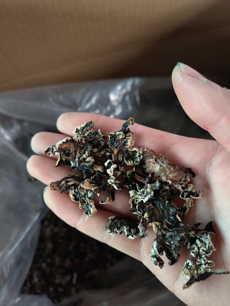 猴脑菌切片/核桃菌切片/精品大货，各种规格
