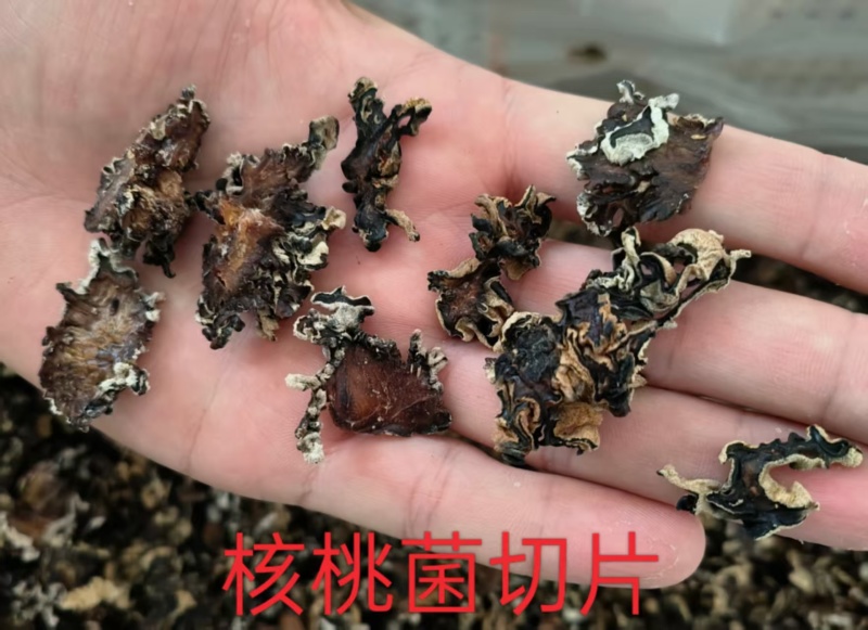 猴脑菌切片/核桃菌切片/精品大货，各种规格