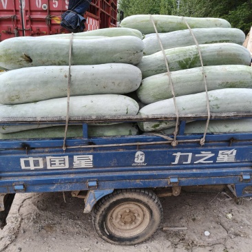 精品长白条冬瓜货源充足保质保量物美价廉一手货