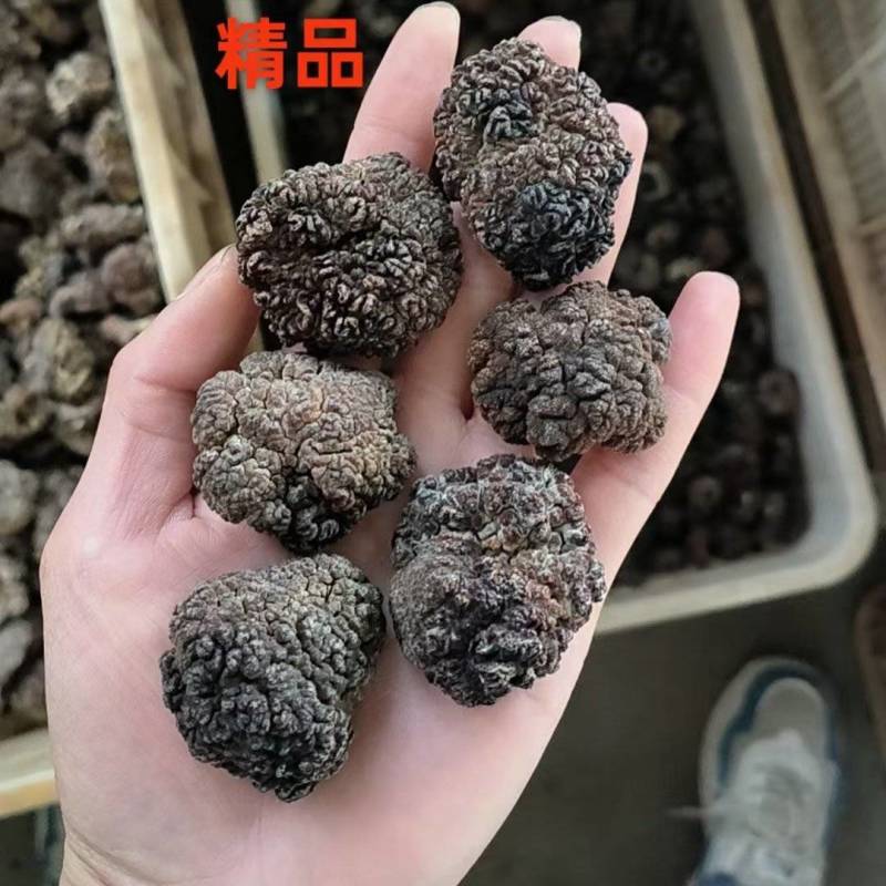 核桃菌/猴脑菌/玛咖菌
