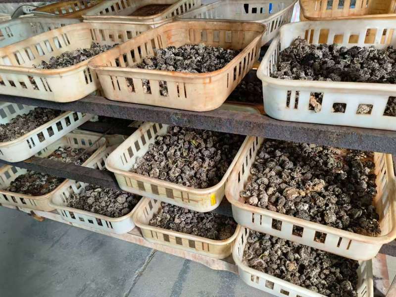 核桃菌/猴脑菌/玛咖菌