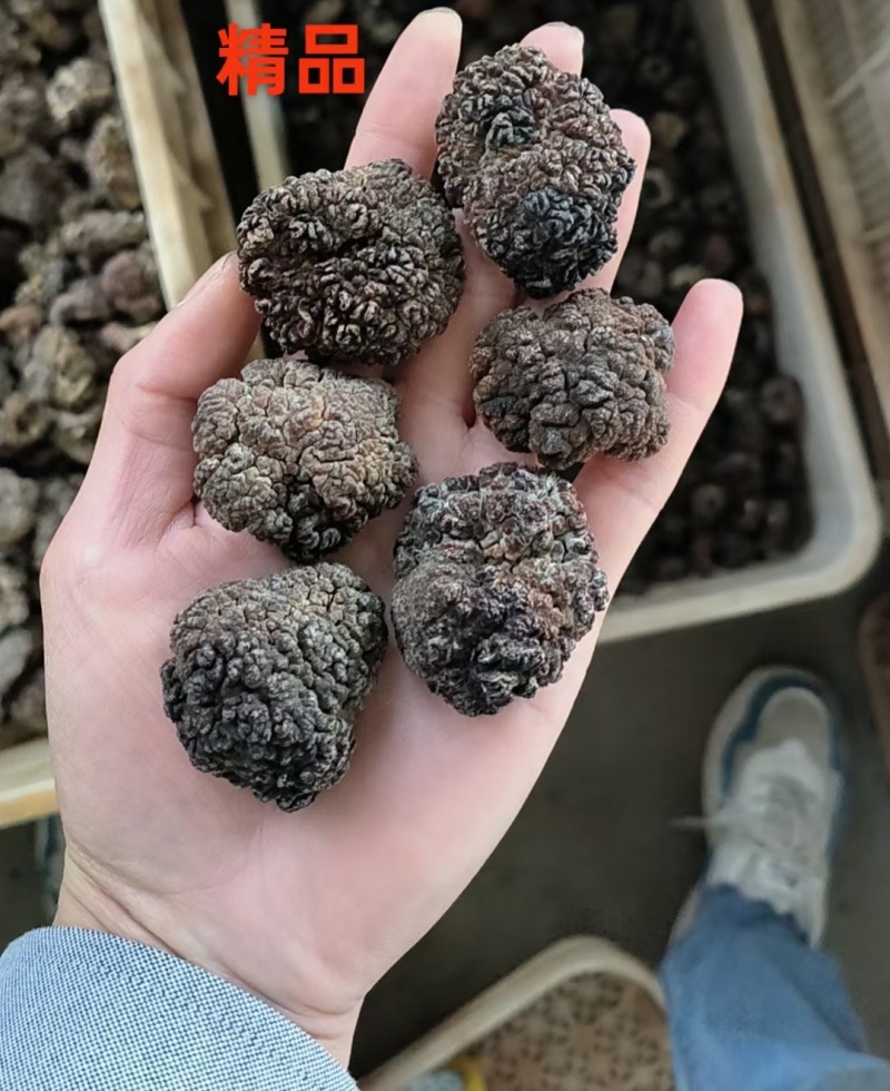 核桃菌/猴脑菌/玛咖菌