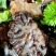 核桃菌/猴脑菌/玛咖菌