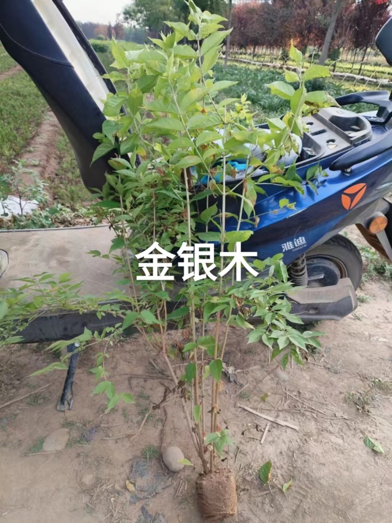 陕西金银木营养杯金银木高55厘米冠福30厘米