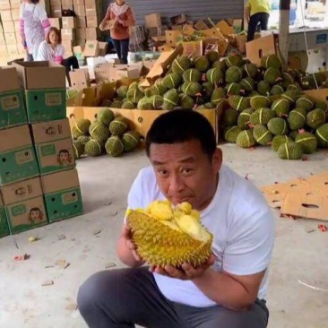金枕榴莲一手批发价格，a果保5房，坏果包赔，货到付款