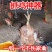 抓鸡神器养殖场不锈钢捉鸡勾户外捉捕抓鸡鸭鹅工具抓鸡脚