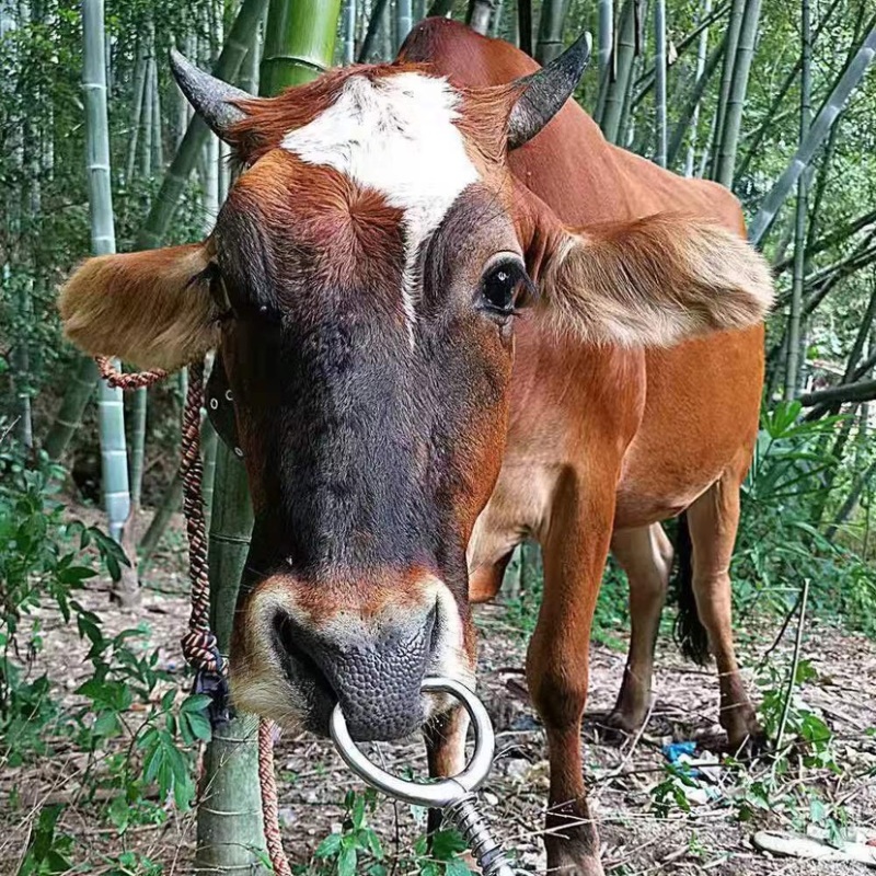 弹簧牛鼻钳免打孔不锈钢牛鼻环牛鼻圈养牛大号牛鼻钳子