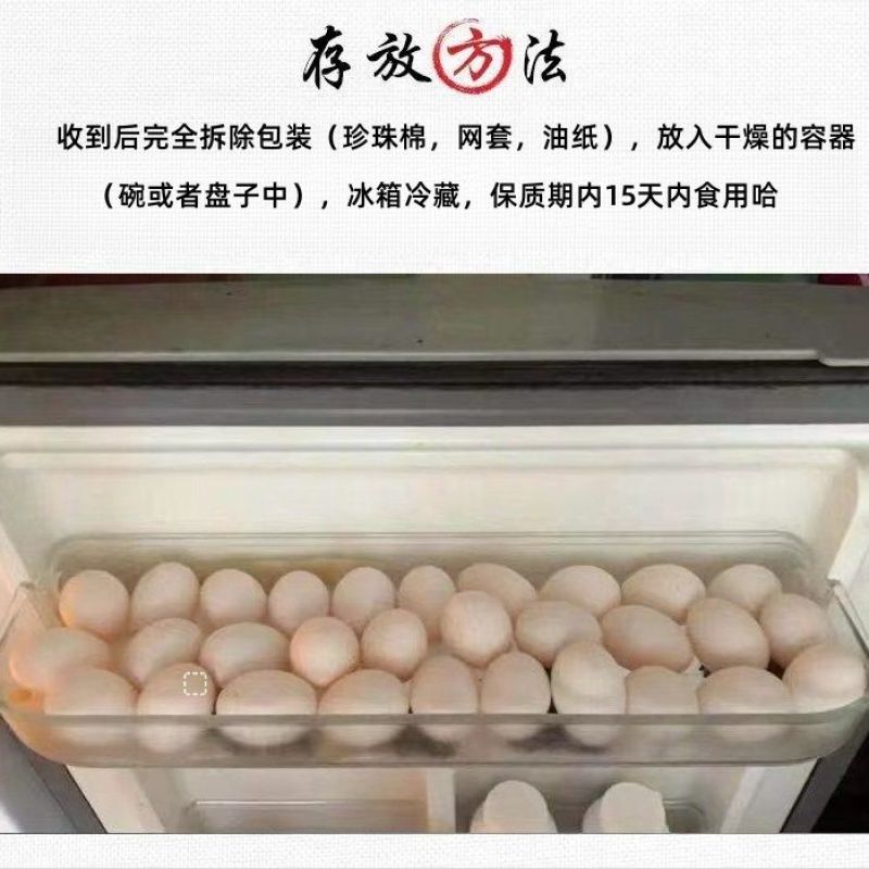 顺丰包邮朴园新鲜大个优质鸽子蛋土鸽蛋15-60枚散养鸽蛋礼盒