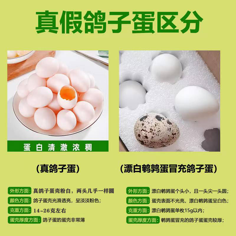 顺丰包邮朴园新鲜大个优质鸽子蛋土鸽蛋15-60枚散养鸽蛋礼盒