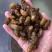 杜仲金蝉