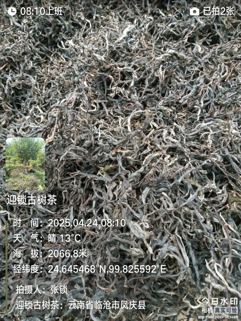 古树混合生普