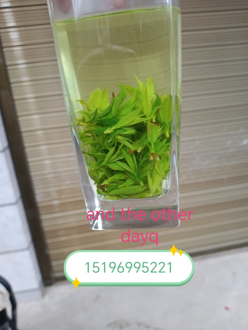 四川小叶苦丁茶，入口微苦回味甘甜的茶