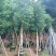 天竺桂阴香12公分