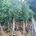 天竺桂阴香12公分